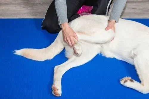 Luxação de Patela em Cães: Um Guia Completo para Criadores