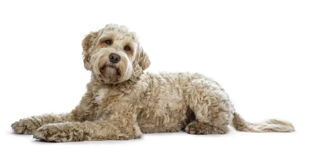 Designer Dogs: Posicionamento Técnico da IBC