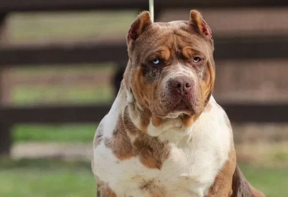 Cores em Cães do tipo Bull