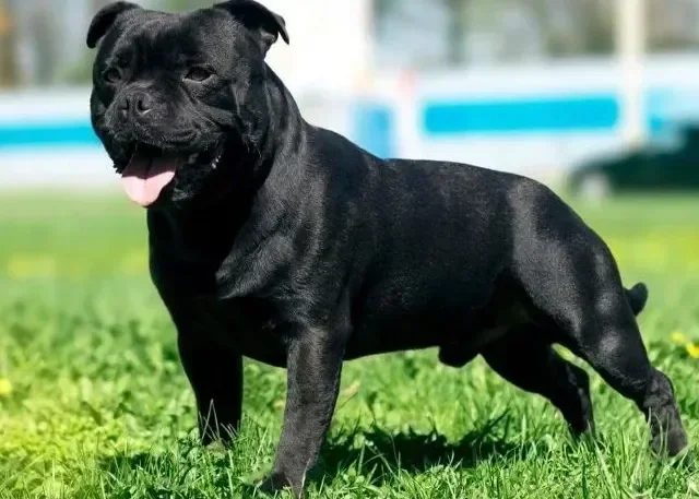 Staffordshire Bull Terrier