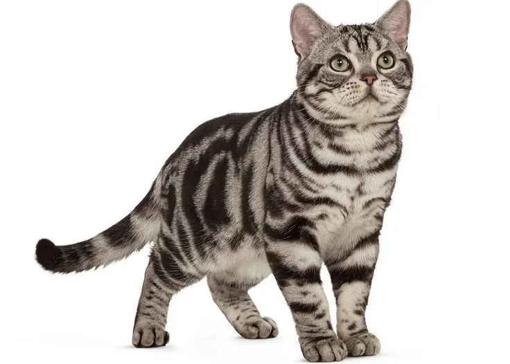 American Shorthair