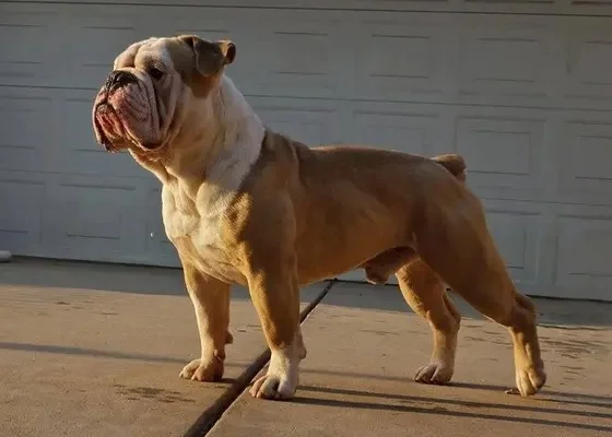 Pacific Bulldog