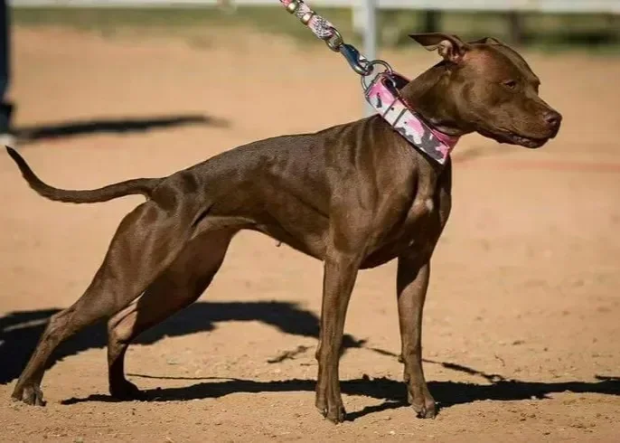 American Pitbull Terrier