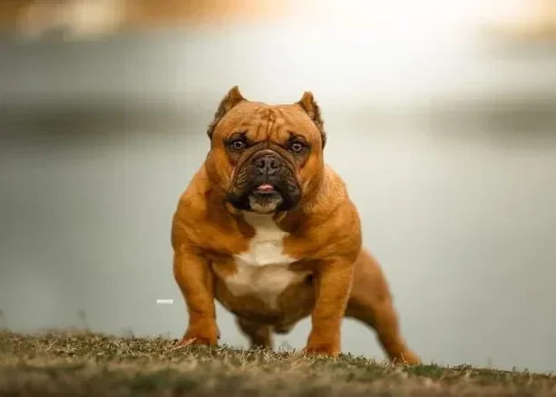 Shorty Bull