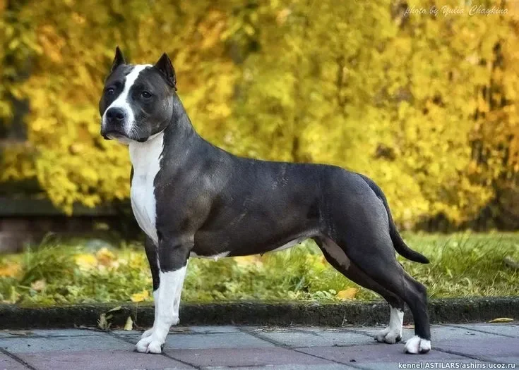 American Staffordshire Terrier