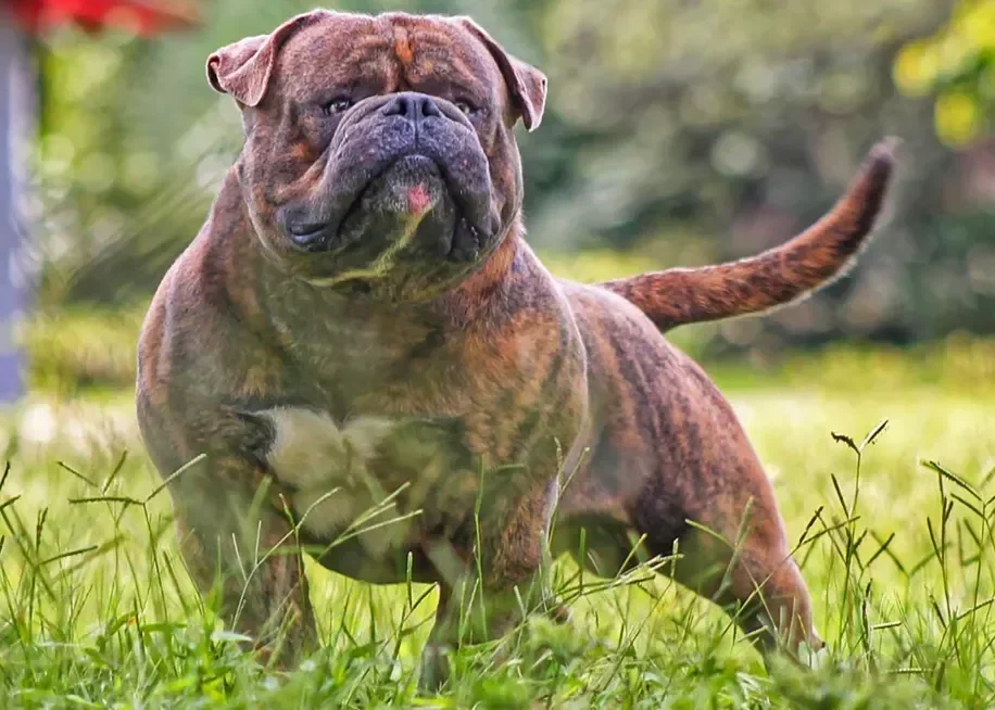 Olde English Bulldogge