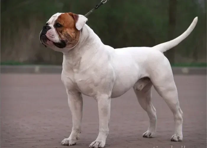 American Bulldog (Bulldog Americano)