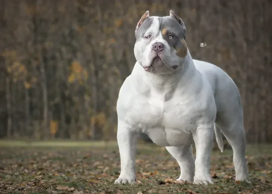 Brazilian Bull
