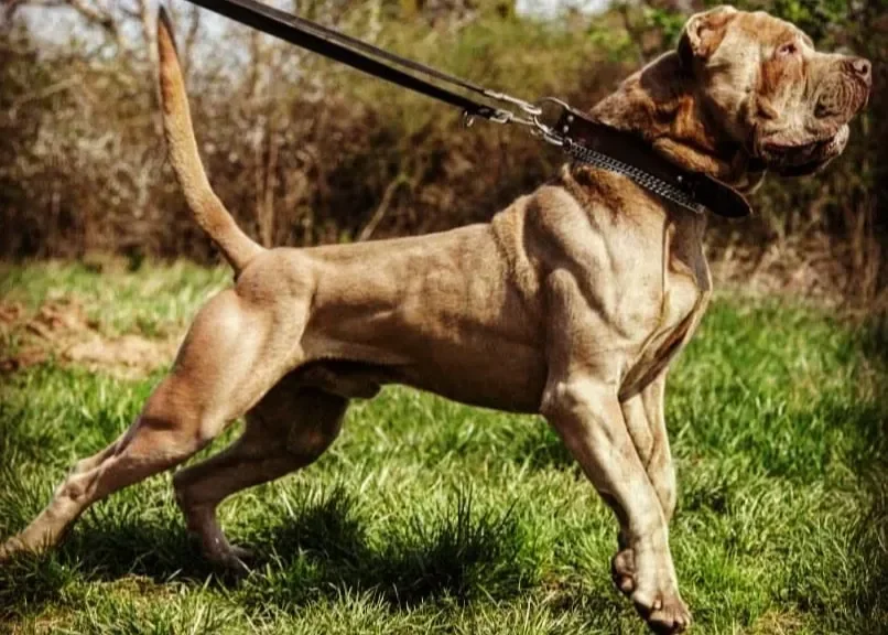 Bandogge