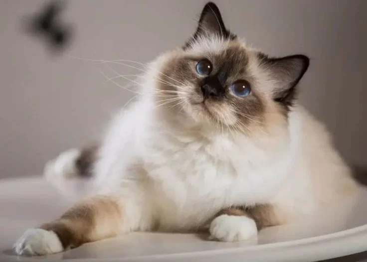 Birman