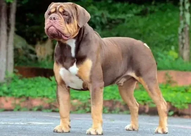 Bulldog Campeiro