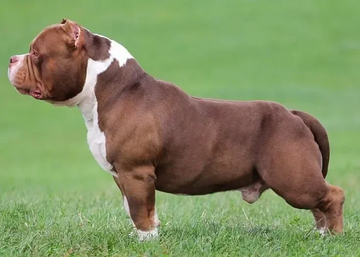 American Bully