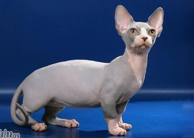 Bambino