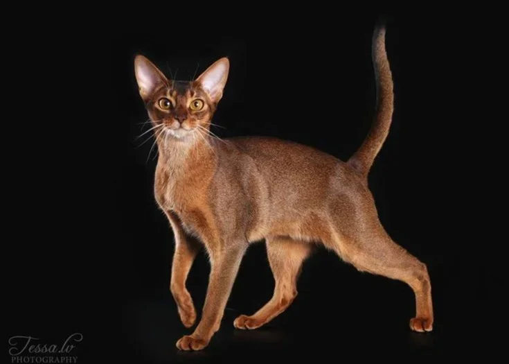 Abyssinian