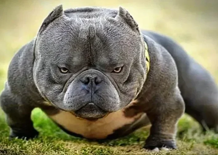 Exotic Bully