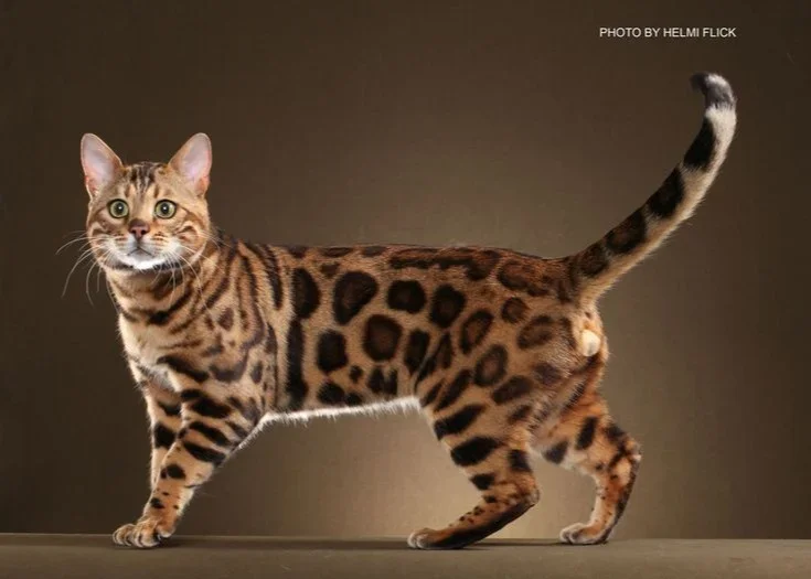 Bengal